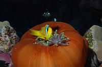 piet (207) 